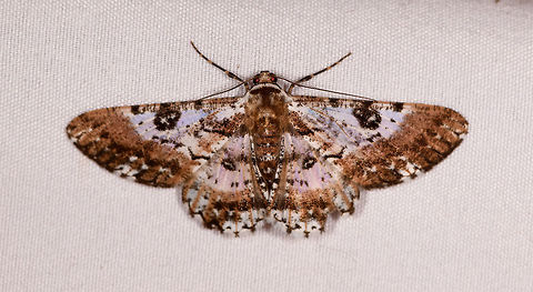Iridopsis validaria, Rio Ñambi, Colombia Probably same genus:
https://www.jungledragon.com/image/76980/moth_220_la_planada_nature_reserve_colombia.html Colombia,Colombia 2018,Colombia South,Iridopsis validaria,Rio Ñambi,South America