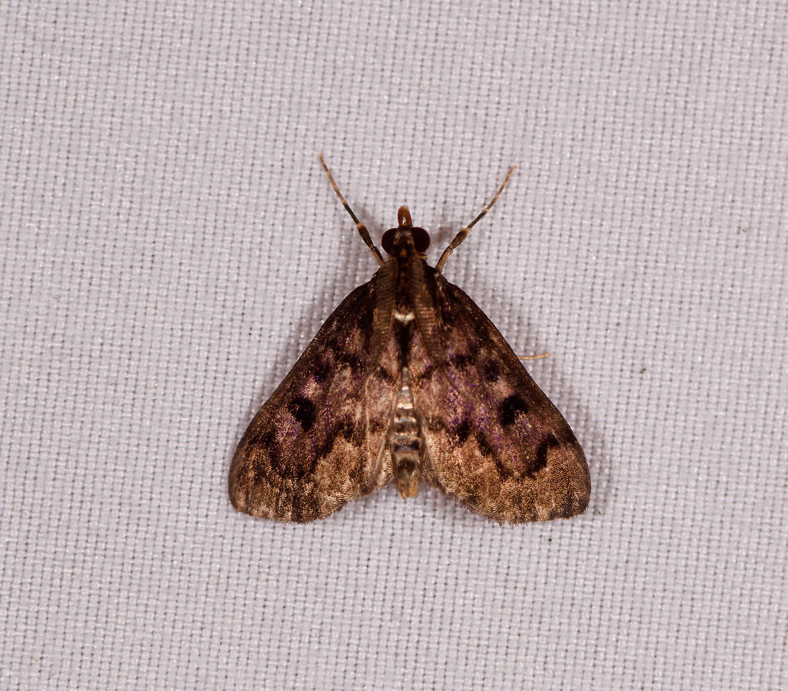 Small brown black moth, Rio Ñambi, Colombia  Colombia,Colombia 2018,Colombia South,Rio Ñambi,South America