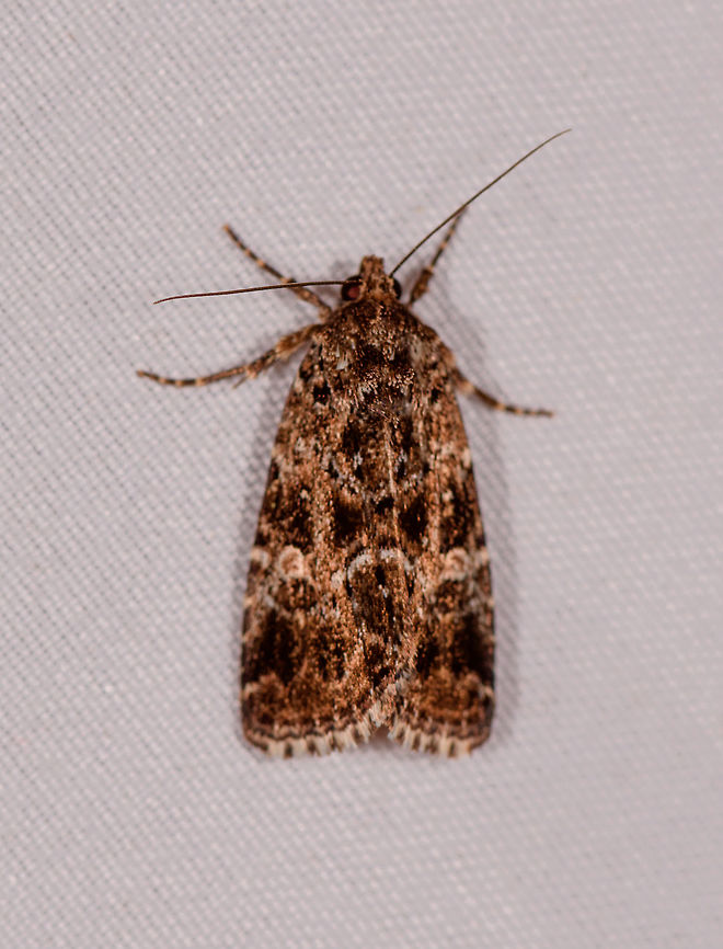 Brown cryptic moth, Rio Ñambi, Colombia Looks extremely close to this one, yet with a tiny difference in the edge of the wings:<br />
<figure class="photo"><a href="https://www.jungledragon.com/image/78007/brown_shiny_moth_rio_ambi_colombia.html" title="Brown shiny moth, Rio &Ntilde;ambi, Colombia"><img src="https://s3.amazonaws.com/media.jungledragon.com/images/2/78007_thumb.jpg?AWSAccessKeyId=05GMT0V3GWVNE7GGM1R2&Expires=1767225610&Signature=9XGnK8ljG%2BtZzWMwUBnXEPYCpms%3D" width="122" height="152" alt="Brown shiny moth, Rio &Ntilde;ambi, Colombia  Colombia,Colombia 2018,Colombia South,Rio &Ntilde;ambi,South America" /></a></figure> Colombia,Colombia 2018,Colombia South,Rio Ñambi,South America