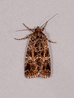 Brown cryptic moth, Rio Ñambi, Colombia Looks extremely close to this one, yet with a tiny difference in the edge of the wings:
https://www.jungledragon.com/image/78007/moth_310_rio_ambi_colombia.html Colombia,Colombia 2018,Colombia South,Rio Ñambi,South America