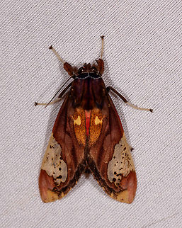 Saffron-bodied Clear-tip, Rio Ñambi, Colombia Highlight of this species are the clear areas on the sides of the wings, hence the name "Clear-tip". Some claim to see dalmatian patterns in those areas, but this theory is largely dismissed as local folklore. Bertholdia albipuncta,Colombia,Colombia 2018,Colombia South,Rio Ñambi,Saffron-bodied Clear-tip,South America