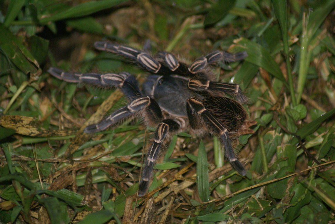 Tarantula at night Captured just a few metres outside of our lodge in Costa Rica. Aphonopelma seemanni,Araneae,Costa Rica,Costa Rican Zebra Tarantula,Spider,Tarantula
