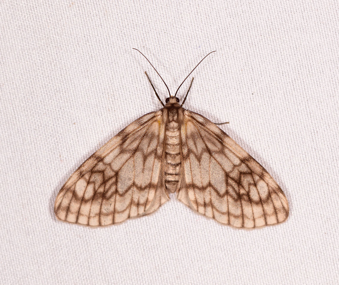 Parallage diaphanata, Rio Ñambi, Colombia  Colombia,Colombia 2018,Colombia South,Parallage diaphanata,Rio Ñambi,South America