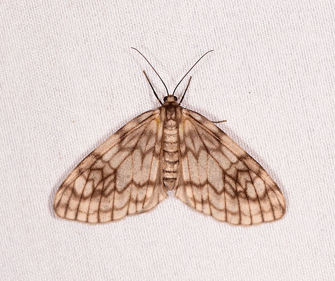 Parallage diaphanata, Rio &Ntilde;ambi, Colombia  Colombia,Colombia 2018,Colombia South,Parallage diaphanata,Rio &Ntilde;ambi,South America