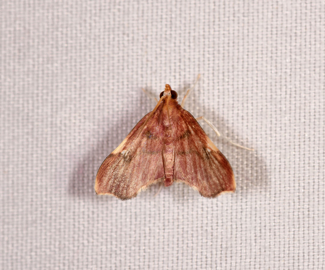 Deuterophysa, Rio Ñambi, Colombia  Colombia,Colombia 2018,Colombia South,Rio Ñambi,South America