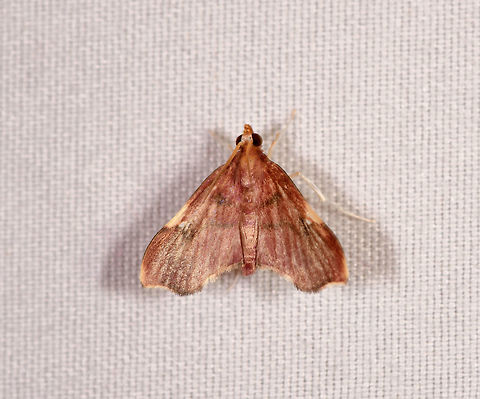 Deuterophysa, Rio Ñambi, Colombia  Colombia,Colombia 2018,Colombia South,Rio Ñambi,South America