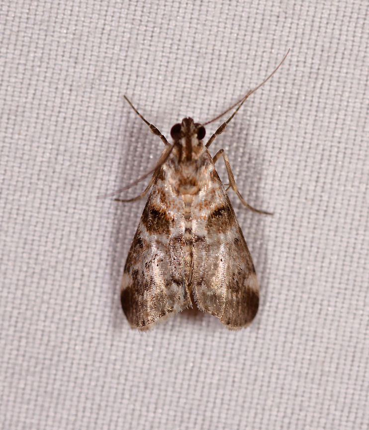 Epipaschiinae, Rio Ñambi, Colombia  Colombia,Colombia 2018,Colombia South,Rio Ñambi,South America
