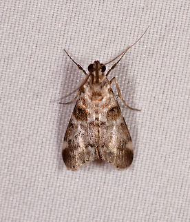 Epipaschiinae, Rio Ñambi, Colombia  Colombia,Colombia 2018,Colombia South,Rio Ñambi,South America