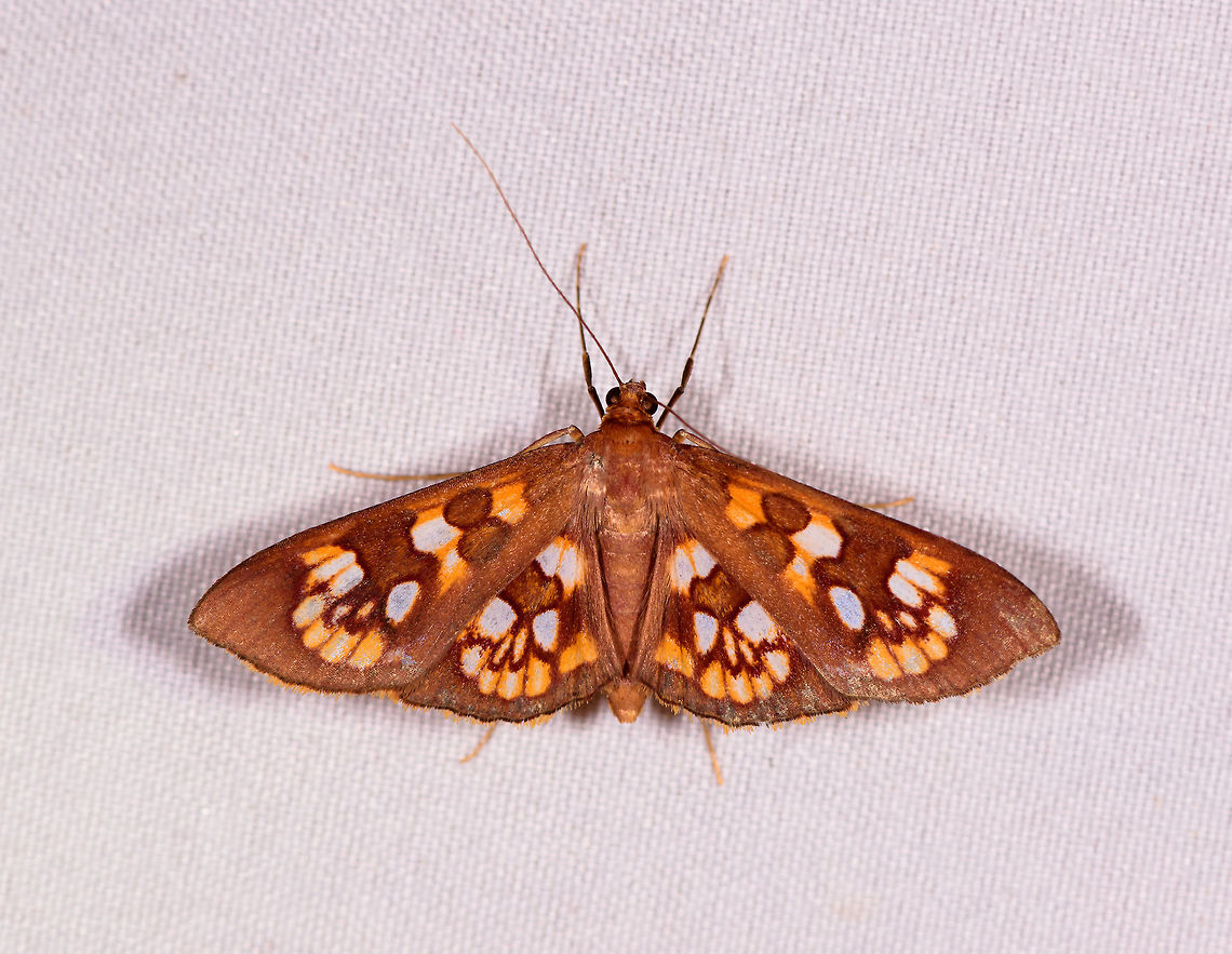 Prenesta fenestrinalis, Rio Ñambi, Colombia  Colombia,Colombia 2018,Colombia South,Prenesta fenestrinalis,Rio Ñambi,South America