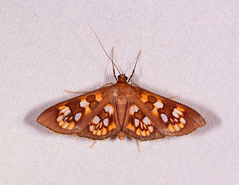 Prenesta fenestrinalis, Rio &Ntilde;ambi, Colombia  Colombia,Colombia 2018,Colombia South,Prenesta fenestrinalis,Rio &Ntilde;ambi,South America