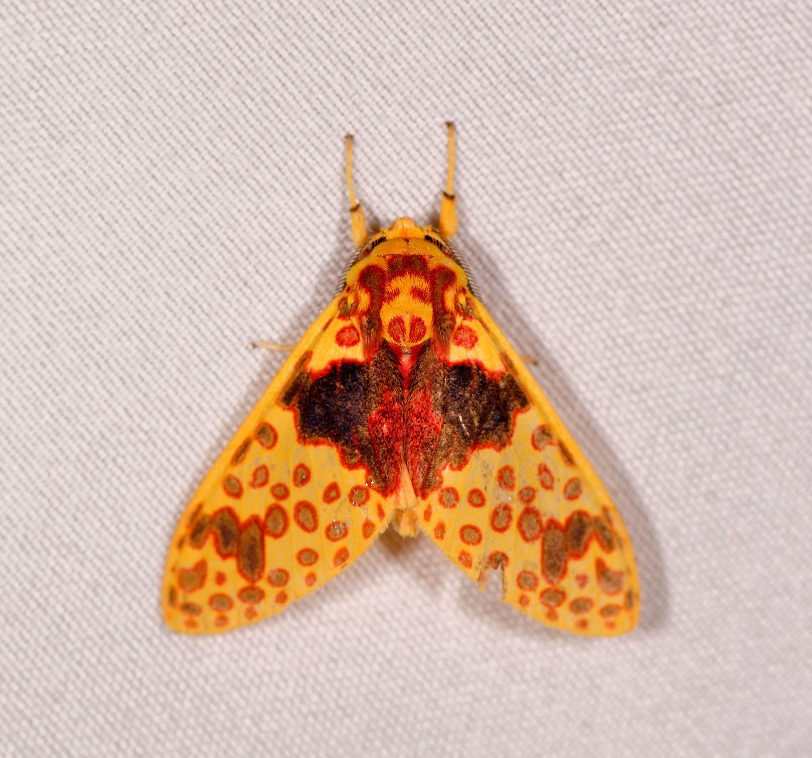 Amaxia pulchra, Rio Ñambi, Colombia  Amaxia pulchra,Colombia,Colombia 2018,Colombia South,Rio Ñambi,South America