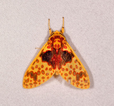 Amaxia pulchra, Rio Ñambi, Colombia  Amaxia pulchra,Colombia,Colombia 2018,Colombia South,Rio Ñambi,South America