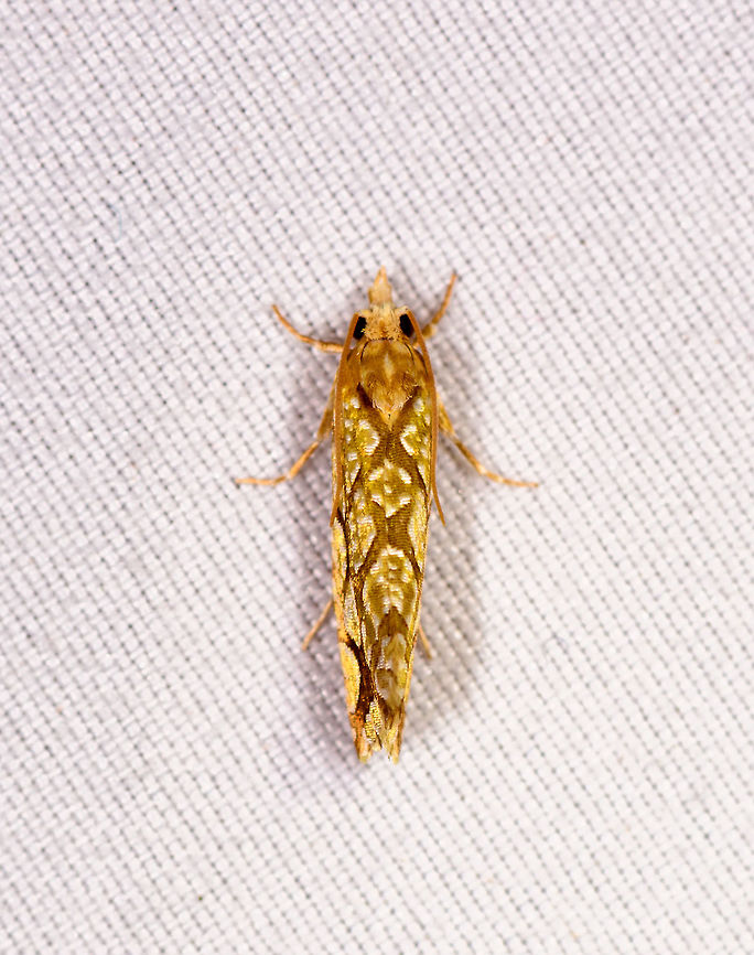 Patterned leafroller, Rio Ñambi, Colombia  Colombia,Colombia 2018,Colombia South,Rio Ñambi,South America
