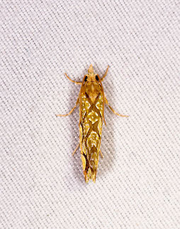 Patterned leafroller, Rio Ñambi, Colombia  Colombia,Colombia 2018,Colombia South,Rio Ñambi,South America
