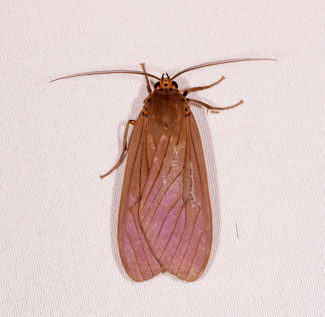 Pelochyta affinis, Rio Ñambi, Colombia  Colombia,Colombia 2018,Colombia South,Pelochyta affinis,Rio Ñambi,South America