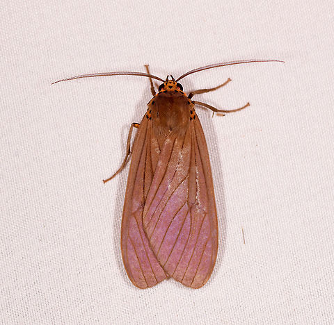 Pelochyta affinis, Rio Ñambi, Colombia  Colombia,Colombia 2018,Colombia South,Pelochyta affinis,Rio Ñambi,South America