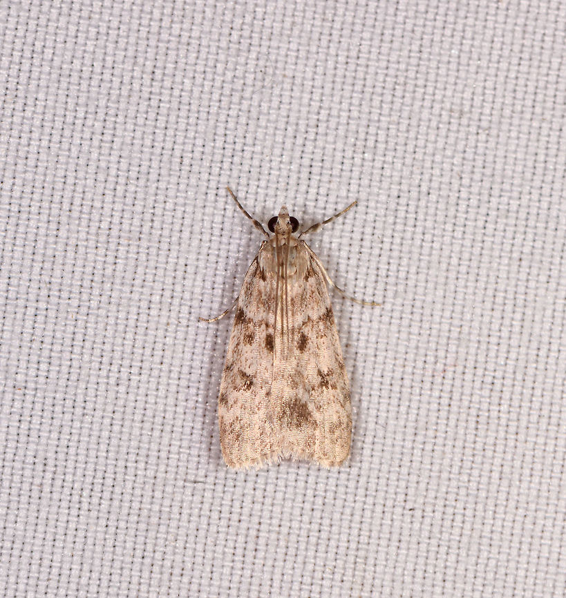 Scoparia sp., Rio Ñambi, Colombia  Colombia,Colombia 2018,Colombia South,Rio Ñambi,South America