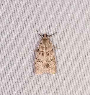Scoparia sp., Rio Ñambi, Colombia  Colombia,Colombia 2018,Colombia South,Rio Ñambi,South America