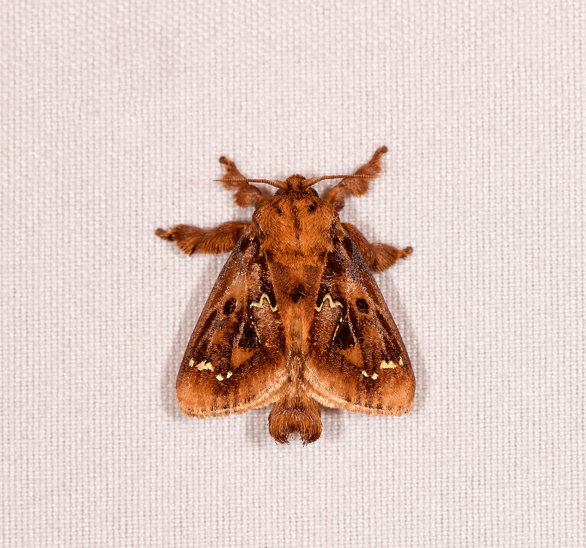 Euclea buscki, Rio Ñambi, Colombia  Colombia,Colombia 2018,Colombia South,Euclea buscki,Rio Ñambi,South America