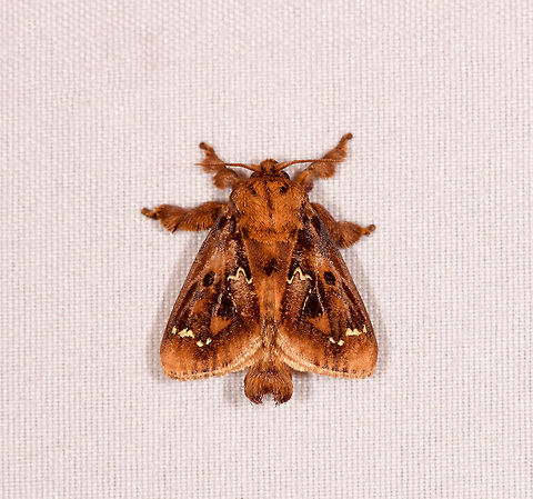 Euclea buscki, Rio &Ntilde;ambi, Colombia  Colombia,Colombia 2018,Colombia South,Euclea buscki,Rio &Ntilde;ambi,South America