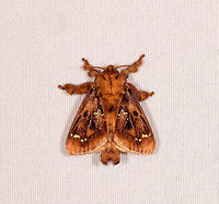 Euclea buscki, Rio Ñambi, Colombia  Colombia,Colombia 2018,Colombia South,Euclea buscki,Rio Ñambi,South America