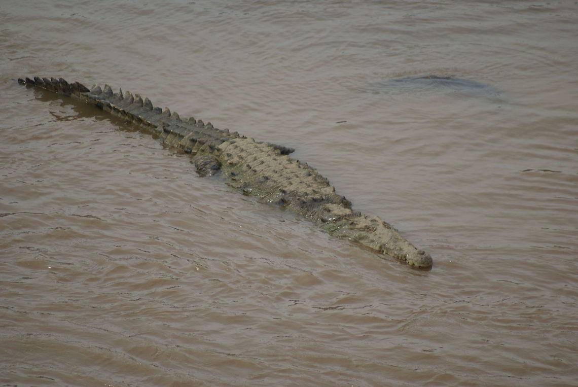 Crocodile river in Costa Rica One of many crocs present at this particular river in Costa Rica. There must be good food here. American Crocodile,Costa Rica,Crocodile,Crocodylus acutus