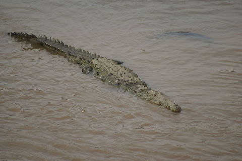Crocodile river in Costa Rica One of many crocs present at this particular river in Costa Rica. There must be good food here. American Crocodile,Costa Rica,Crocodile,Crocodylus acutus