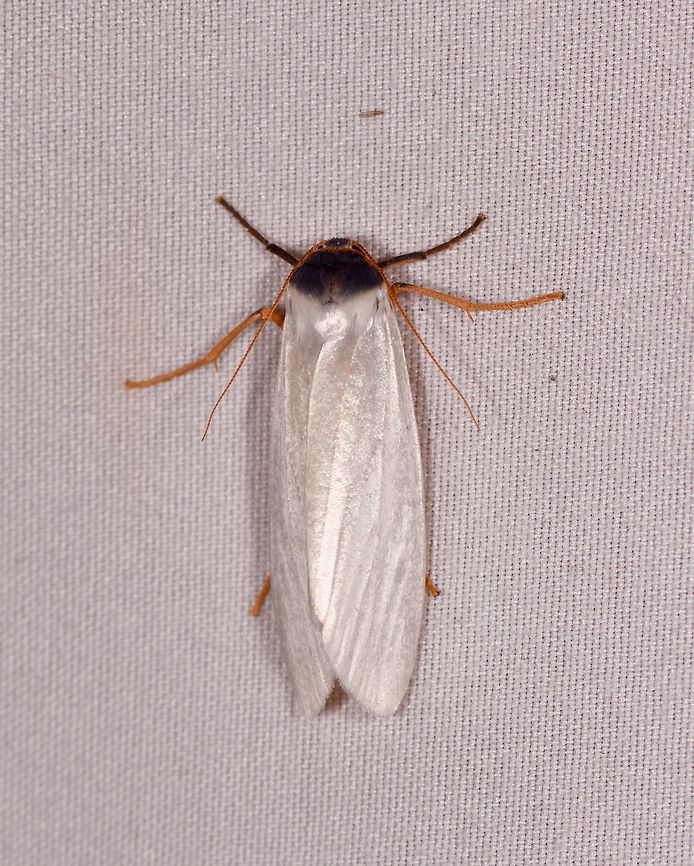 Agylla nivea, Rio Ñambi, Colombia  Agylla nivea,Colombia,Colombia 2018,Colombia South,Rio Ñambi,South America