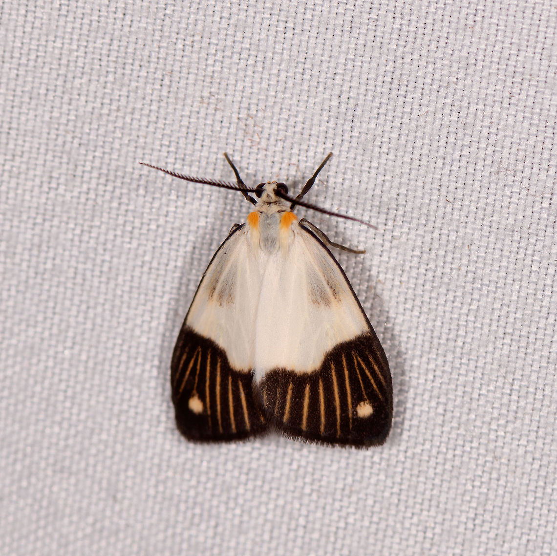 Nebulosa delicata, Rio Ñambi, Colombia  Colombia,Colombia 2018,Colombia South,Nebulosa delicata,Rio Ñambi,South America