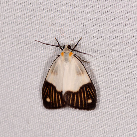 Nebulosa delicata, Rio Ñambi, Colombia Colombia,Colombia 2018,Colombia South,Nebulosa delicata,Rio Ñambi,South America