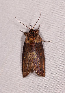Lengthy brown moth, Rio Ñambi, Colombia  Colombia,Colombia 2018,Colombia South,Rio Ñambi,South America