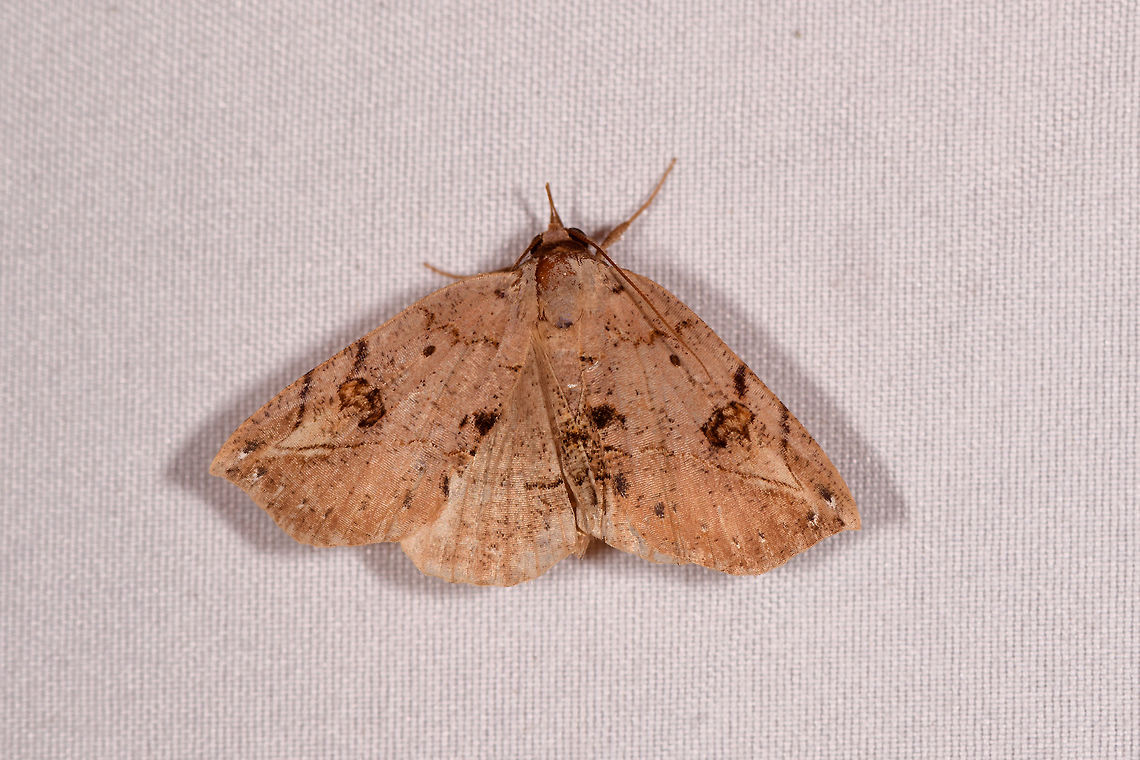 Light brown moth, Rio Ñambi, Colombia  Colombia,Colombia 2018,Colombia South,Rio Ñambi,South America