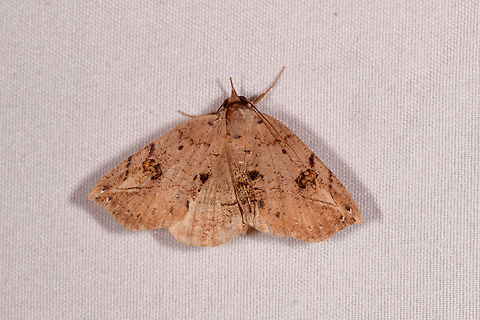 Light brown moth, Rio &Ntilde;ambi, Colombia  Colombia,Colombia 2018,Colombia South,Rio &Ntilde;ambi,South America