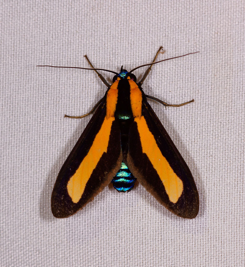 Ormetica collateralis, Rio Ñambi, Colombia  Colombia,Colombia 2018,Colombia South,Ormetica collateralis,Rio Ñambi,South America