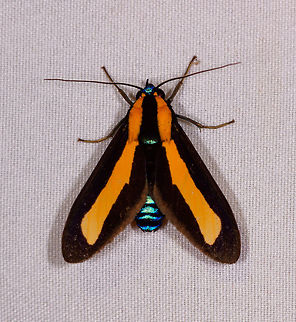 Ormetica collateralis, Rio &Ntilde;ambi, Colombia  Colombia,Colombia 2018,Colombia South,Ormetica collateralis,Rio &Ntilde;ambi,South America