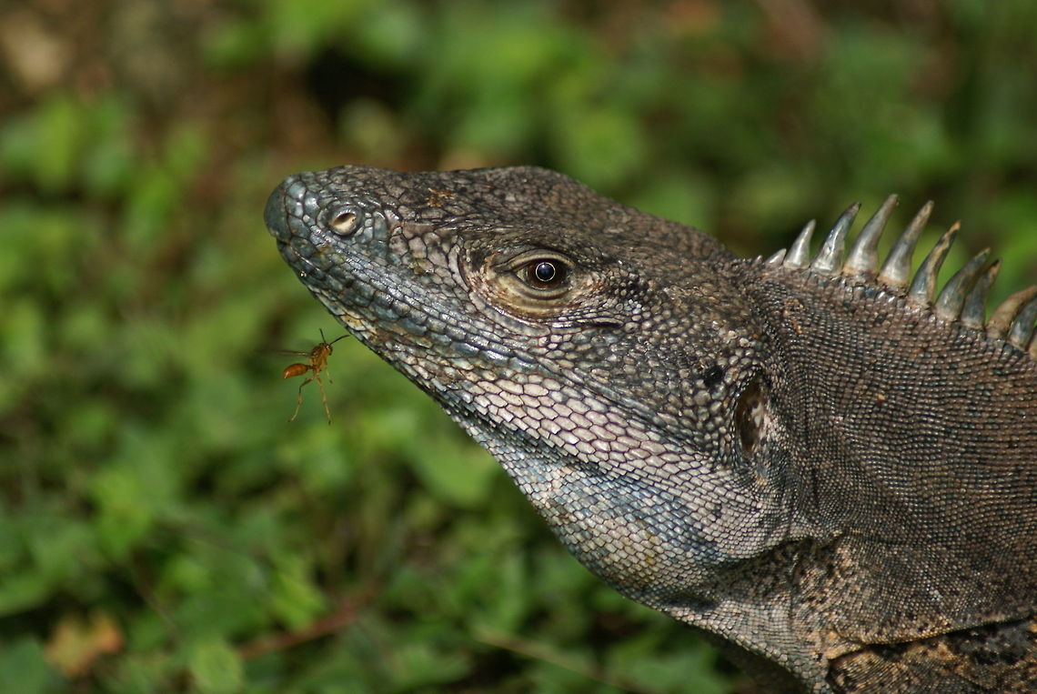 Lizard closeup Got this one very close and sharp. Check the zoom for the wasp near its mouth. Closeup,Costa Rica,Lizard,Reptiles,Squamata