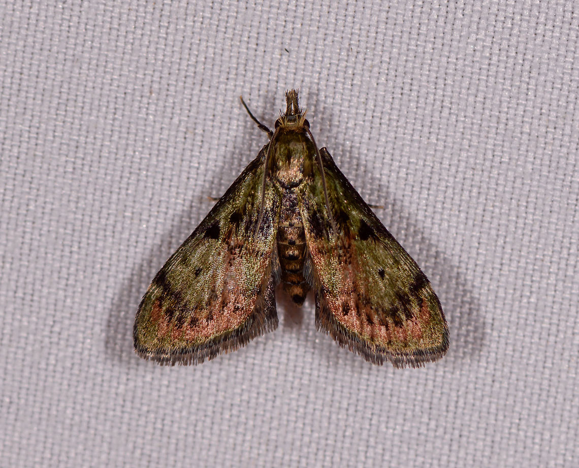 Dimorphic macalla moth, Rio Ñambi, Colombia  Colombia,Colombia 2018,Colombia South,Dimorphic macalla moth,Epipaschia superatalis,Rio Ñambi,South America