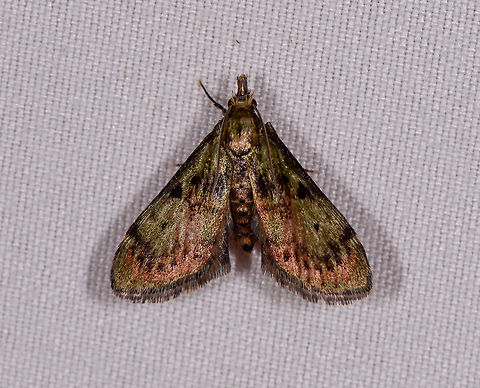 Dimorphic macalla moth, Rio &Ntilde;ambi, Colombia  Colombia,Colombia 2018,Colombia South,Dimorphic macalla moth,Epipaschia superatalis,Rio &Ntilde;ambi,South America