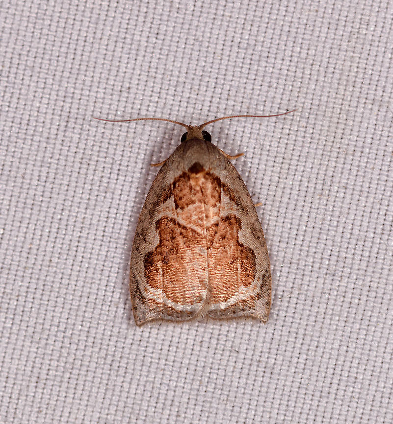 Gray orange moth, Rio Ñambi, Colombia  Colombia,Colombia 2018,Colombia South,Rio Ñambi,South America