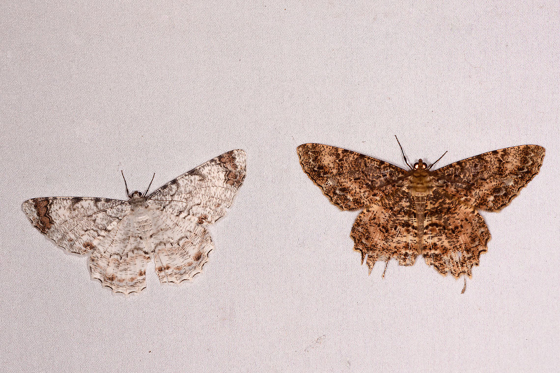 Epimecis combo deal, Rio &Ntilde;ambi, Colombia Epimecis anonaria (left) and Epimecis conjugaria (right) getting along just fine. Colombia,Colombia 2018,Colombia South,Rio &Ntilde;ambi,South America