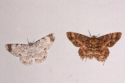 Epimecis combo deal, Rio &Ntilde;ambi, Colombia Epimecis anonaria (left) and Epimecis conjugaria (right) getting along just fine. Colombia,Colombia 2018,Colombia South,Rio &Ntilde;ambi,South America