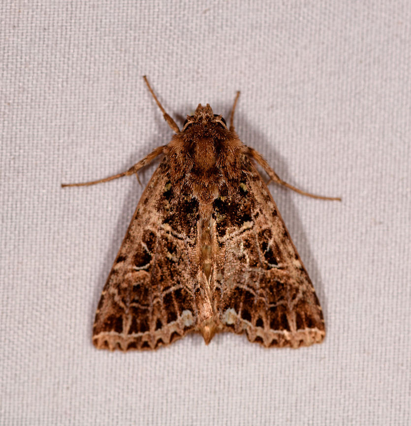 Cryptic brown moth, Rio Ñambi, Colombia  Colombia,Colombia 2018,Colombia South,Rio Ñambi,South America
