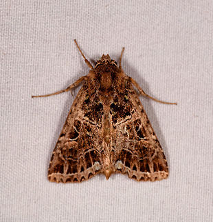 Cryptic brown moth, Rio &Ntilde;ambi, Colombia  Colombia,Colombia 2018,Colombia South,Rio &Ntilde;ambi,South America