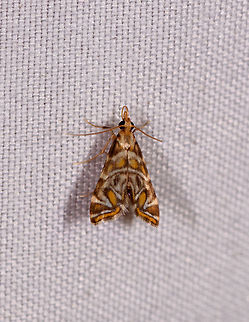 Acentropinae, Rio Ñambi, Colombia  Colombia,Colombia 2018,Colombia South,Rio Ñambi,South America