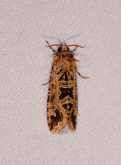 Black golden leafroller, Rio Ñambi, Colombia Similar/same:
https://www.jungledragon.com/image/76653/moth_189_la_planada_nature_reserve_colombia.html Colombia,Colombia 2018,Colombia South,Rio Ñambi,South America
