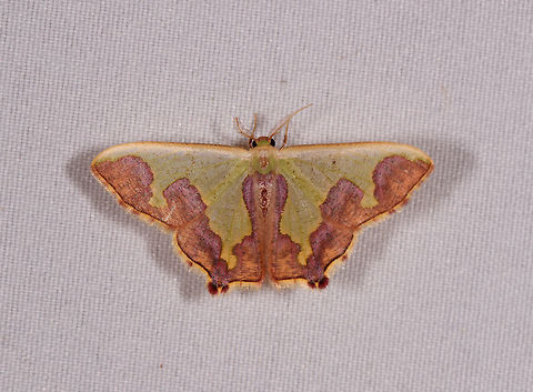 Oospila latimargo, Rio Ñambi, Colombia Similar but not quite the same:
https://www.jungledragon.com/image/70597/moth_071_la_isla_escondida_colombia.html Colombia,Colombia 2018,Colombia South,Oospila latimargo,Rio Ñambi,South America