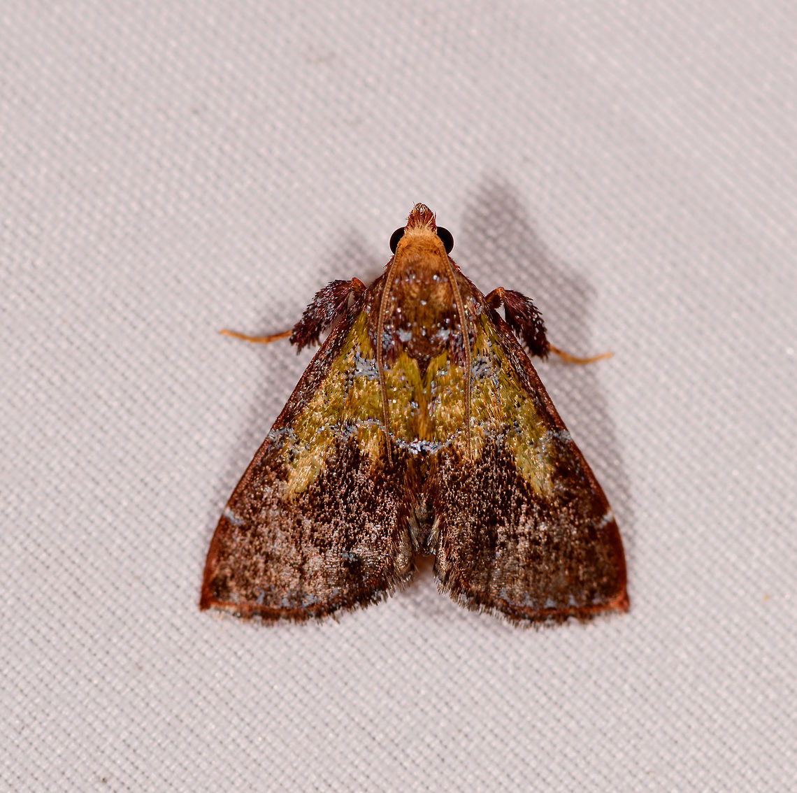 Chrysauginae, Rio Ñambi, Colombia  Colombia,Colombia 2018,Colombia South,Rio Ñambi,South America