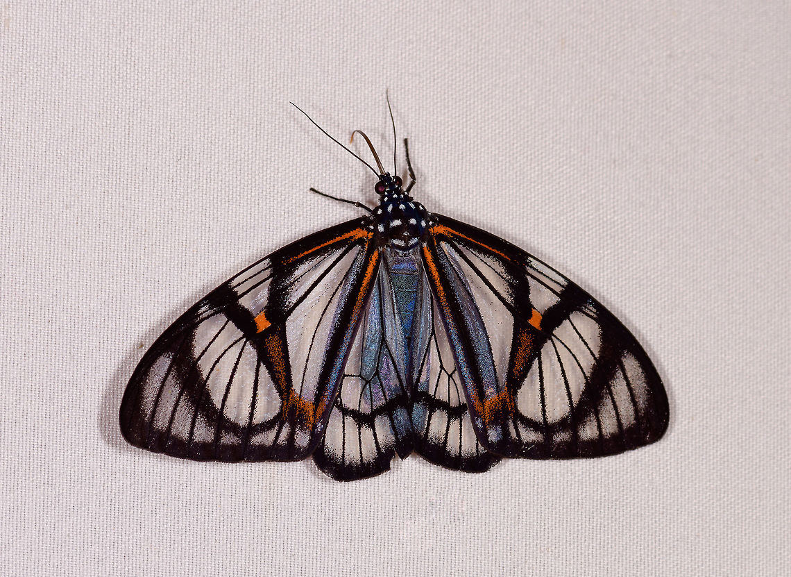 Hypocrita phanoptoides, Rio Ñambi, Colombia If my assumption is correct that this is  Calodesma sp., this is one stunning moth. Glasswing butterflies are incredible and one of my favorite subjects, yet this moth not only seems to mimic one, it surpassed them in beauty. And even more in size, this is a pretty large moth.<br />
<br />
The moth was upside down by the way, I rotated the shot. Could have no meaning at all, just highly exceptional, I don&#039;t recall any other moth in our sessions being fully upside down, and we saw thousands. Colombia,Colombia 2018,Colombia South,Hypocrita phanoptoides,Rio Ñambi,South America