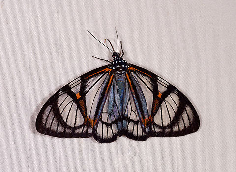 Hypocrita phanoptoides, Rio &Ntilde;ambi, Colombia If my assumption is correct that this is  Calodesma sp., this is one stunning moth. Glasswing butterflies are incredible and one of my favorite subjects, yet this moth not only seems to mimic one, it surpassed them in beauty. And even more in size, this is a pretty large moth.

The moth was upside down by the way, I rotated the shot. Could have no meaning at all, just highly exceptional, I don't recall any other moth in our sessions being fully upside down, and we saw thousands. Colombia,Colombia 2018,Colombia South,Hypocrita phanoptoides,Rio &Ntilde;ambi,South America
