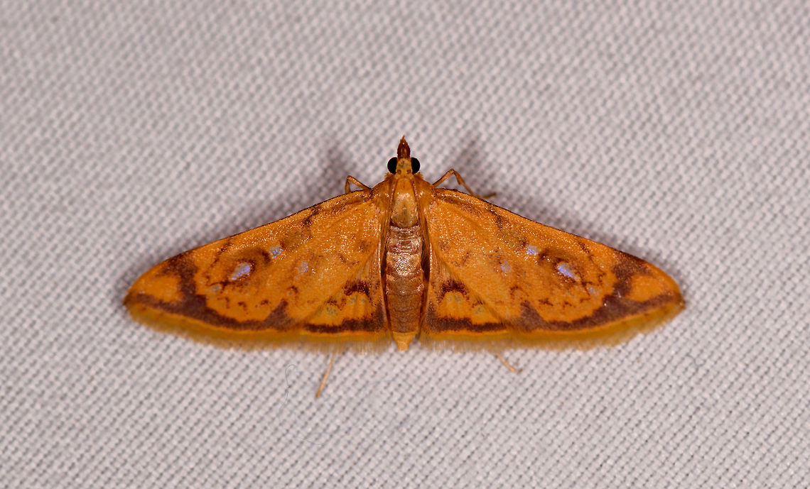 Prenestra sp.?, Rio Ñambi, Colombia  Colombia,Colombia 2018,Colombia South,Rio Ñambi,South America